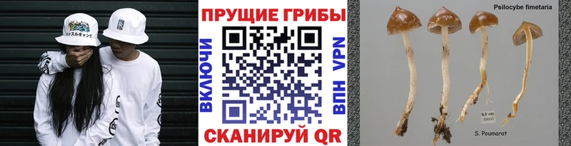 цены   Болохово  Псилоцибиновые грибы GOLDEN TEACHER 